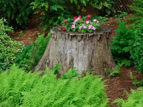 Jak zrobić kwietnik z pnia drzewa – proste kroki i porady na start
