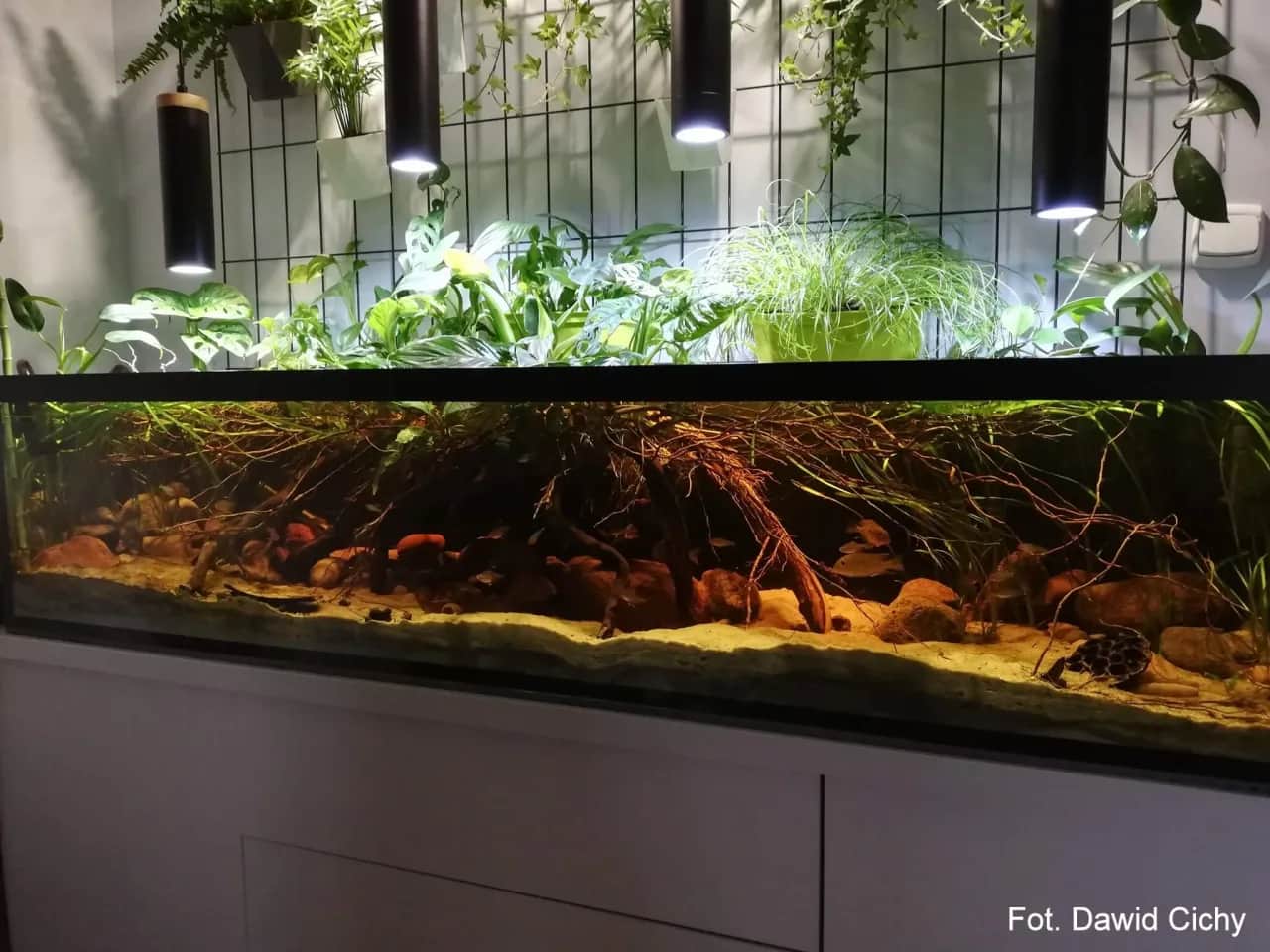 Jakie oświetlenie do akwarium 112l zapewni zdrowe rośliny?